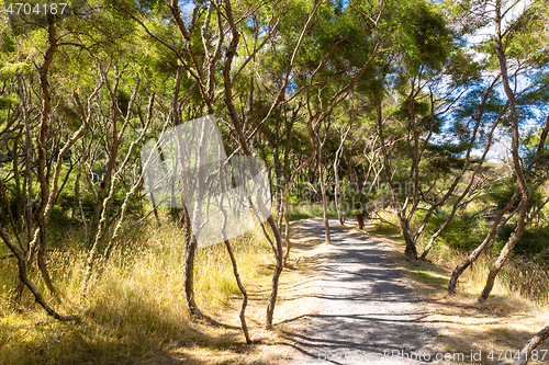 Image of path through the forest in New Zealand