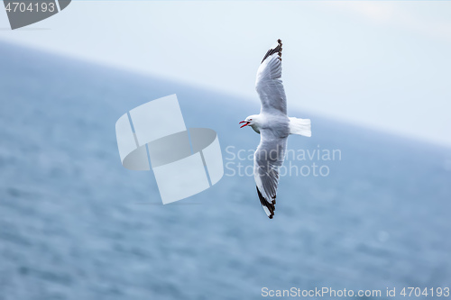 Image of seagull flying over the ocean