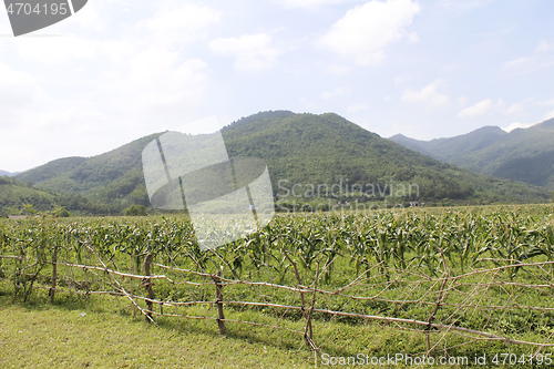 Image of cornfields and mountains