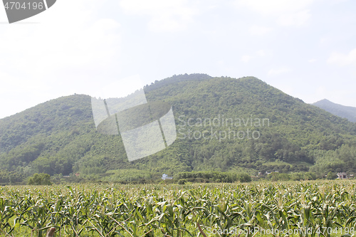 Image of cornfields and mountains