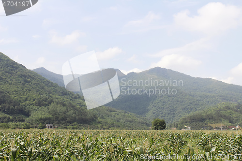 Image of cornfields and mountains