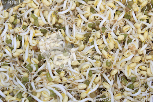 Image of Asian Bean Sprouts Texture