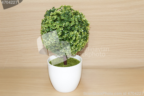 Image of fake little tree in the vase