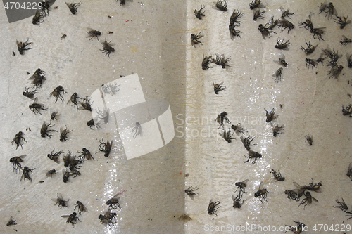 Image of Fly in trap