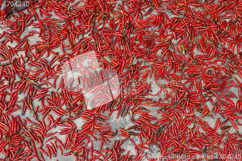 Image of ripe chili on white background