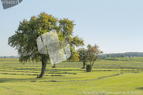 Image of meadow with fruit trees