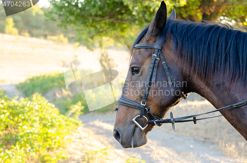 Image of Horse portrait on a colorful forest background