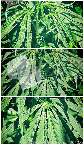 Image of Collage from green fresh foliage of cannabis plant