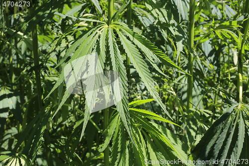 Image of Close-up of green fresh foliage of cannabis plant