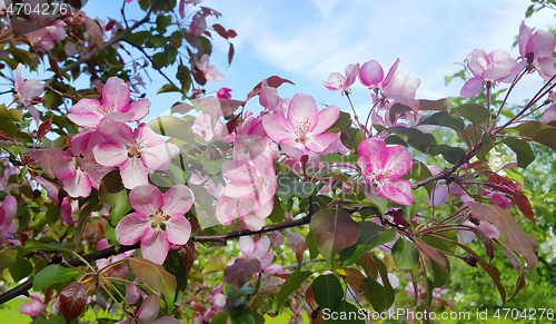 Image of Branches of spring apple tree with beautiful pink flowers 