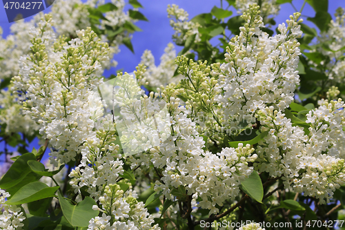 Image of Beautiful spring branches of blooming white lilac bush