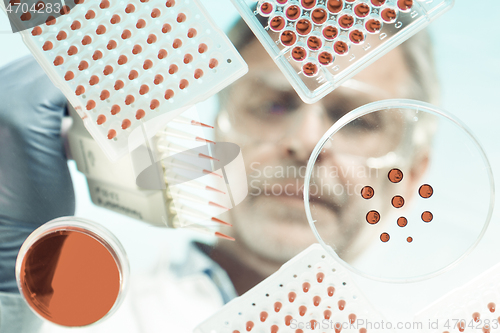 Image of Focused senior life science professional pipetting solution into the pettri dish. Lens focus on the researcher