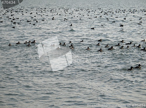 Image of wild ducks on the ocean