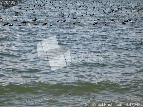 Image of wild ducks on the ocean