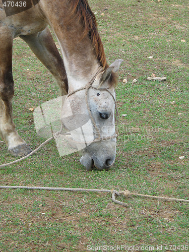 Image of horse eating grass