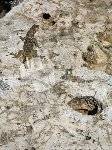 Image of lizard on a rock