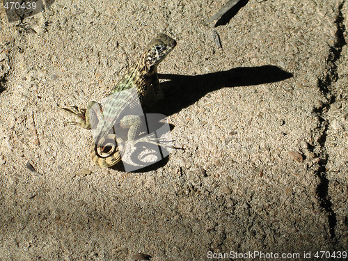 Image of lizard on a rock