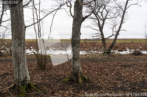 Image of Hornbeam trees by the coast