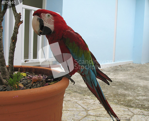 Image of red parrot