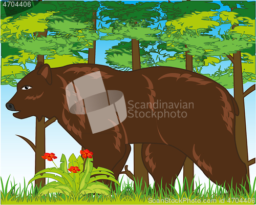 Image of Wildlife brown bear in year wood daytime