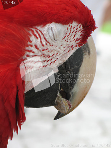 Image of red parrot