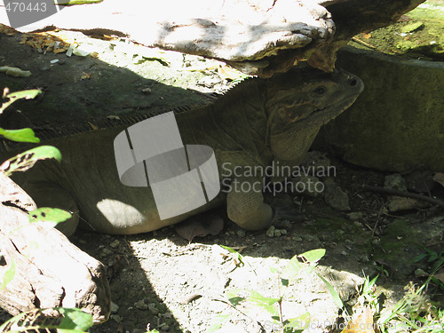 Image of iguana under a rock