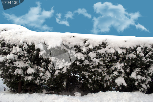 Image of bushes in the snow