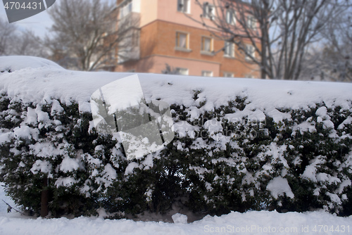 Image of green bushes in the snow