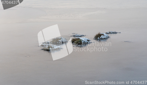 Image of Snowy grass tufts in the ice in a flooded grassland