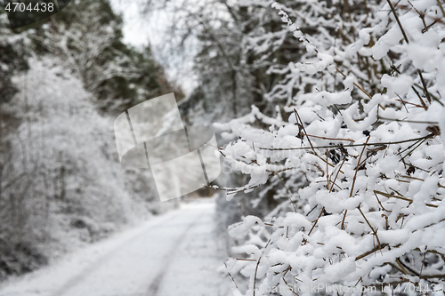 Image of Snow covered branches by a trail