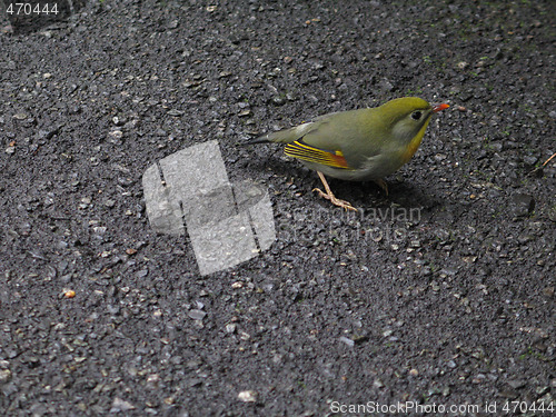 Image of small green bird