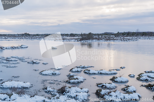 Image of Snow covered grass tufts in a flooded grassland