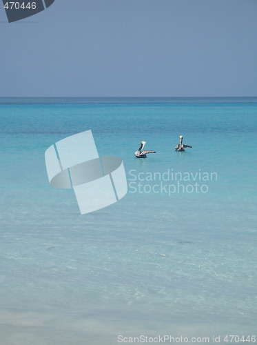 Image of pelicans on the turquoise water