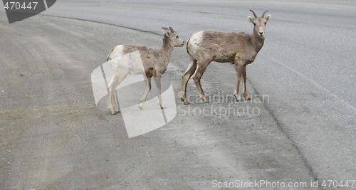 Image of wild goats running