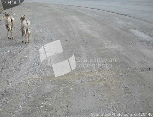 Image of wild goats running