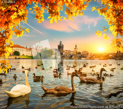 Image of Swans near Charles bridge