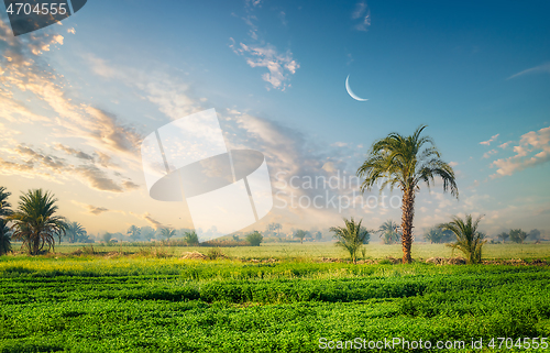 Image of Field and palm trees