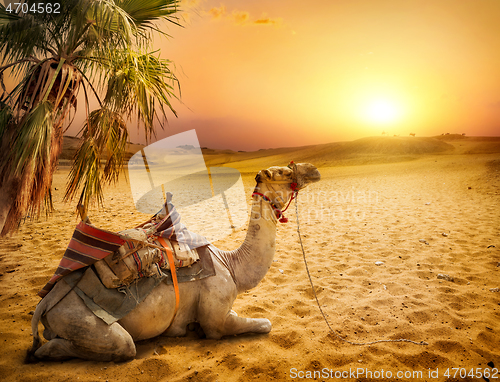 Image of Camel under palm