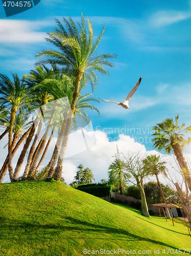 Image of Green grass and palm