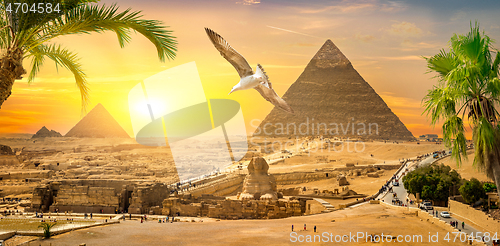 Image of Palms and Giza