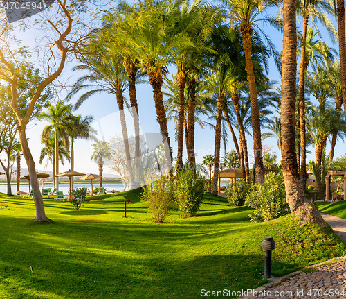 Image of Park and palm trees