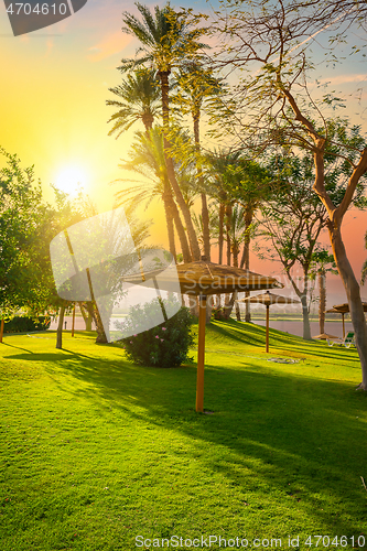 Image of Palm tree in public park