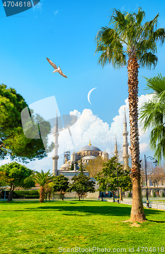 Image of Seagulls over Blue Mosque