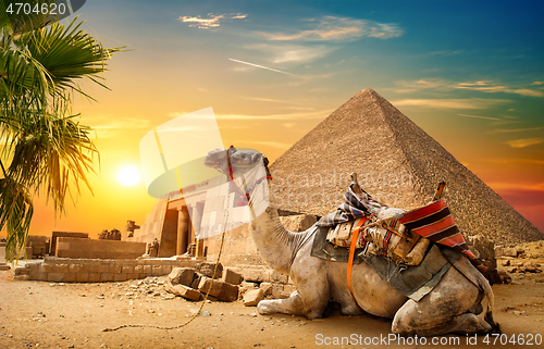 Image of Camel rests near ruins