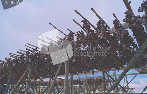 Image of Air drying of Salmon fish on wooden structure at Scandinavian winter