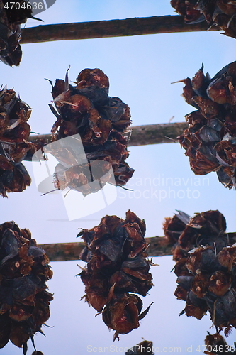 Image of Air drying of Salmon fish on wooden structure at Scandinavian winter