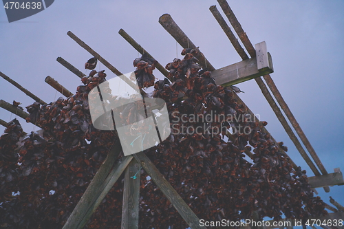 Image of Air drying of Salmon fish on wooden structure at Scandinavian winter