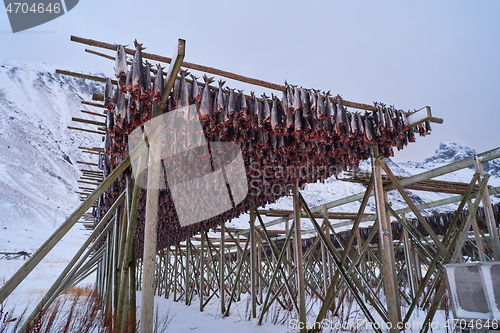 Image of Air drying of Salmon fish on wooden structure at Scandinavian winter