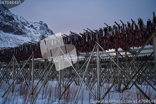 Image of Air drying of Salmon fish on wooden structure at Scandinavian winter