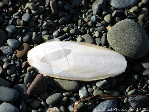 Image of Sea shell and pebbles